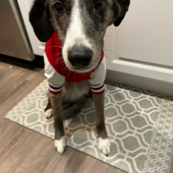 Montreal Canadians dog jacket official NHL W/ leather legs - Picture 7 of 8